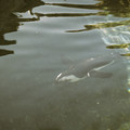 raw0008-positive.jpg