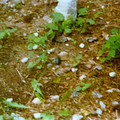 raw0001-positive-20.jpg