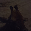 raw0031-positive.jpg