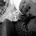 raw0001-positive-10.jpg