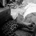 raw0001-positive-11.jpg